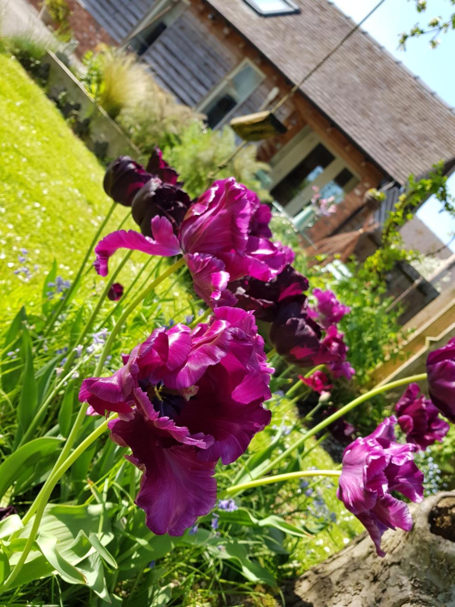 The Dorm Bed And Breakfast Eccleshall エクステリア 写真