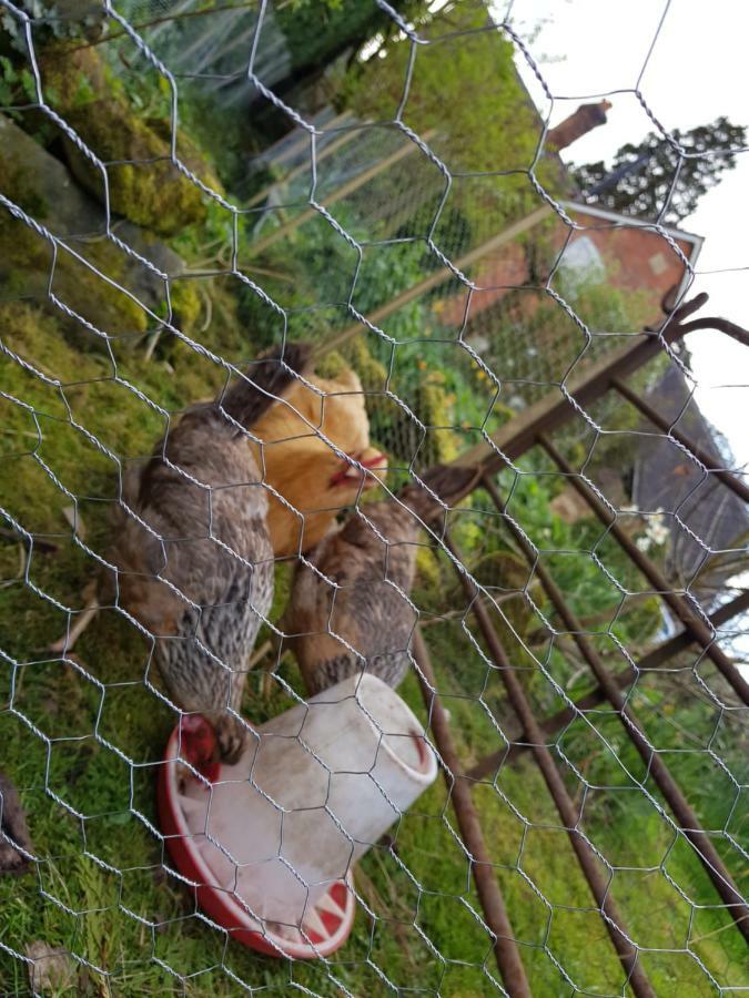 The Dorm Bed And Breakfast Eccleshall エクステリア 写真